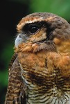 Brown Wood Owl