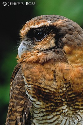 Brown Wood Owl