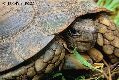 Burmese Brown Tortoise
