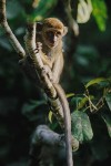 Long-Tailed Macaque 01