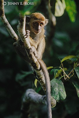 Long-Tailed Macaque 01