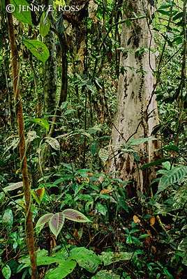 Bornean Rainforest