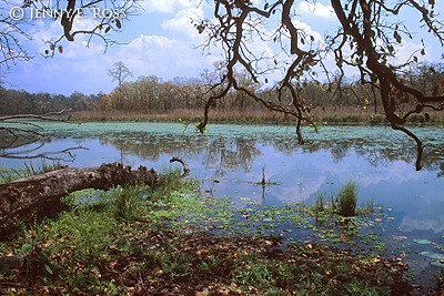 Royal Chitwan Landscape