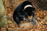 Bornean Sun Bear 02