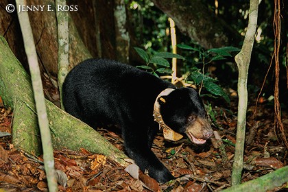 Bornean Sun Bear 01