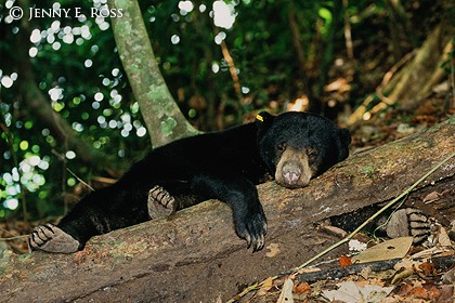 Bornean Sun Bear 03