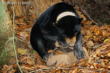 Bornean Sun Bear 02