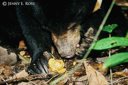 Bornean Sun Bear 04