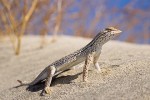 Coachella Valley Fringe-Toed Lizard