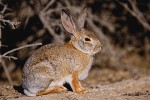 Desert Cottontail