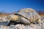 Desert Tortoise #1