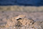 Sidewinder Rattlesnake