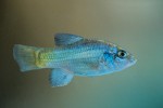 The Desert Pupfish