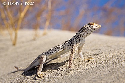 Coachella Valley Fringe-Toed Lizard