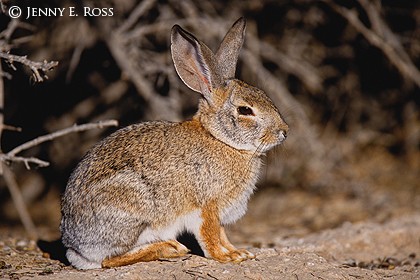 Desert Cottontail