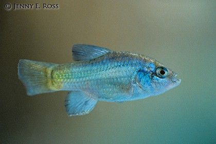 The Desert Pupfish