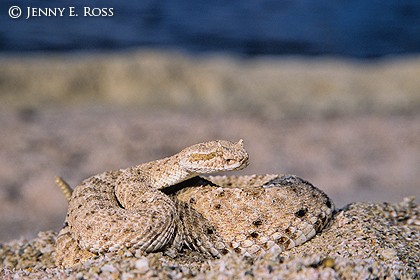 Colorado Desert sidewinder rattlesnake ( Crotalus ceras