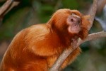 Golden Lion Tamarin