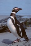 Penguin Portrait