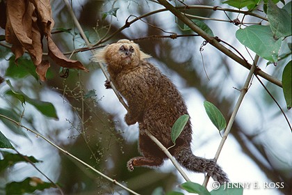 Buffy-Headed Marmoset