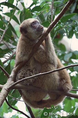 Meditating Muriqui