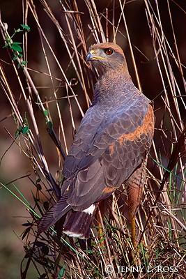 Savannah Hawk