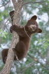 Climbing Cub