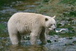 Kermode Bear & Salmon