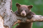 Portrait of a Cub #2