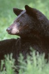 The American Black Bear #1