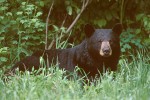 The American Black Bear #3