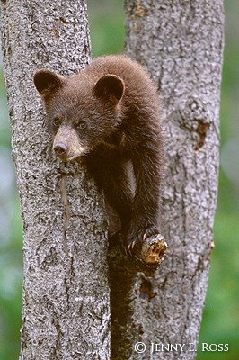 Curious Cub