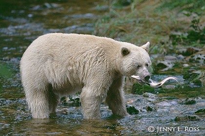 Kermode Bear & Salmon