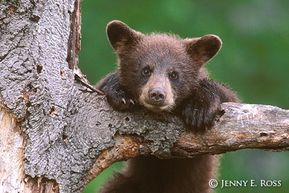 Portrait of a Cub #2