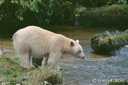 Spirit of the Rainforest