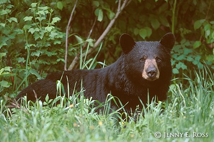 The American Black Bear #3