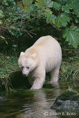 The Spirit Bear #1