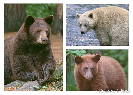 Three American Black Bears