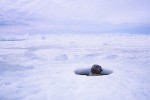 A View Through the Ice