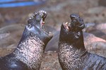 Battling Elephant Seals