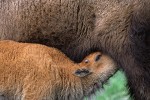 Bison Nursing