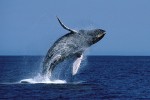 Breaching Humpback Whale