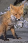 Katmai Red Fox