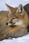 Kit Fox Portrait