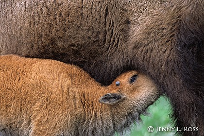 Bison Nursing