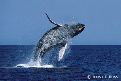 Breaching Humpback Whale