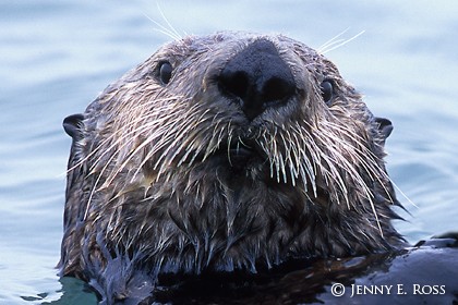 Curious Otter