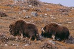 Grazing Musk Oxen