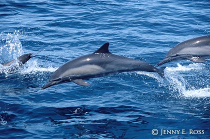 Jumping Dolphins