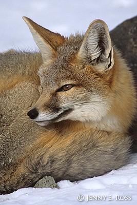 Kit Fox Portrait